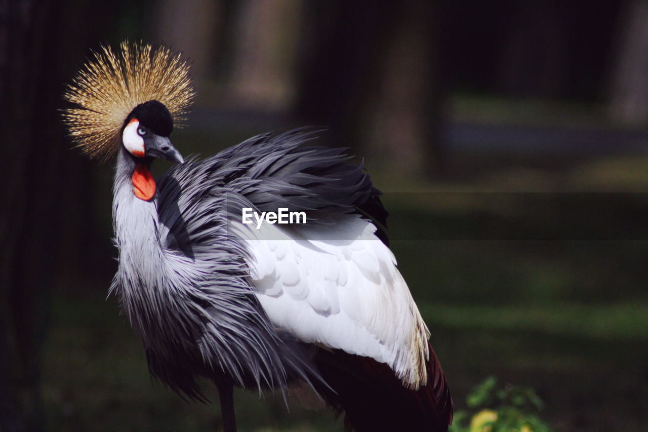 Bird Photography Crowned Crane Crown South Africa Crane - Bird Crane Golden Crown Kranich Kronenkranich Wildlife & Nature Animal Wildlife Animal