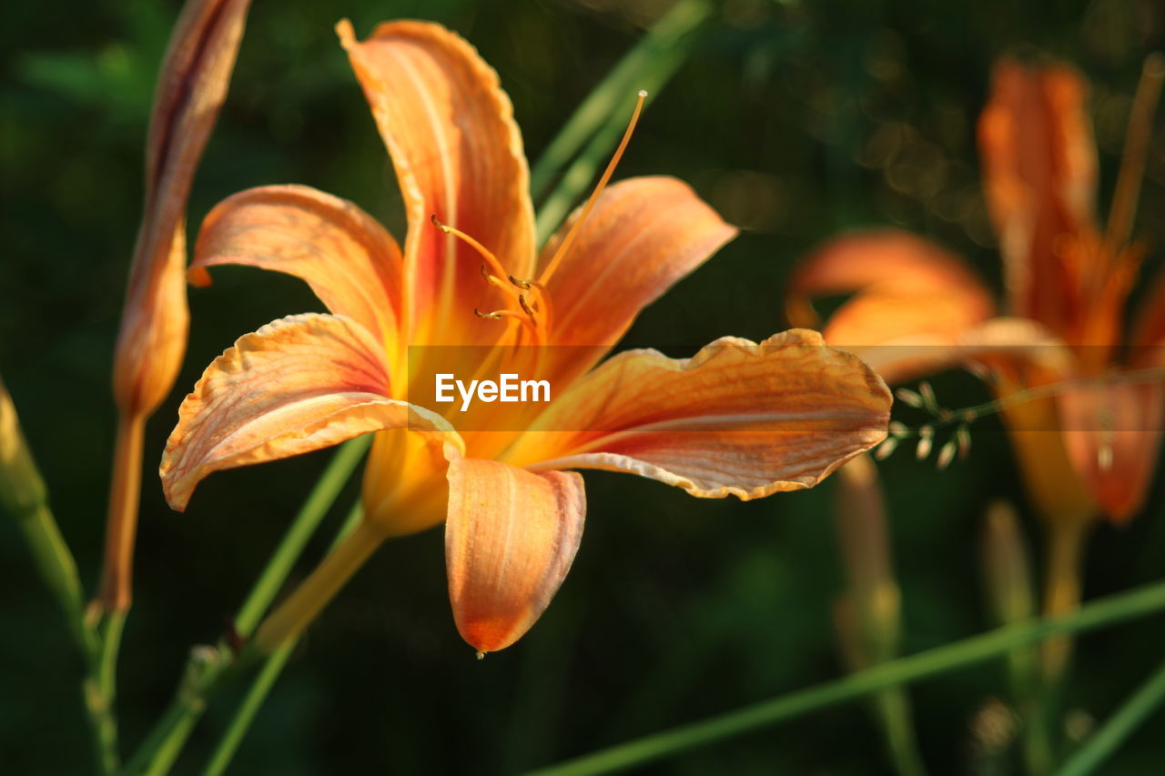 Close-up of daylily blooming outdoors
