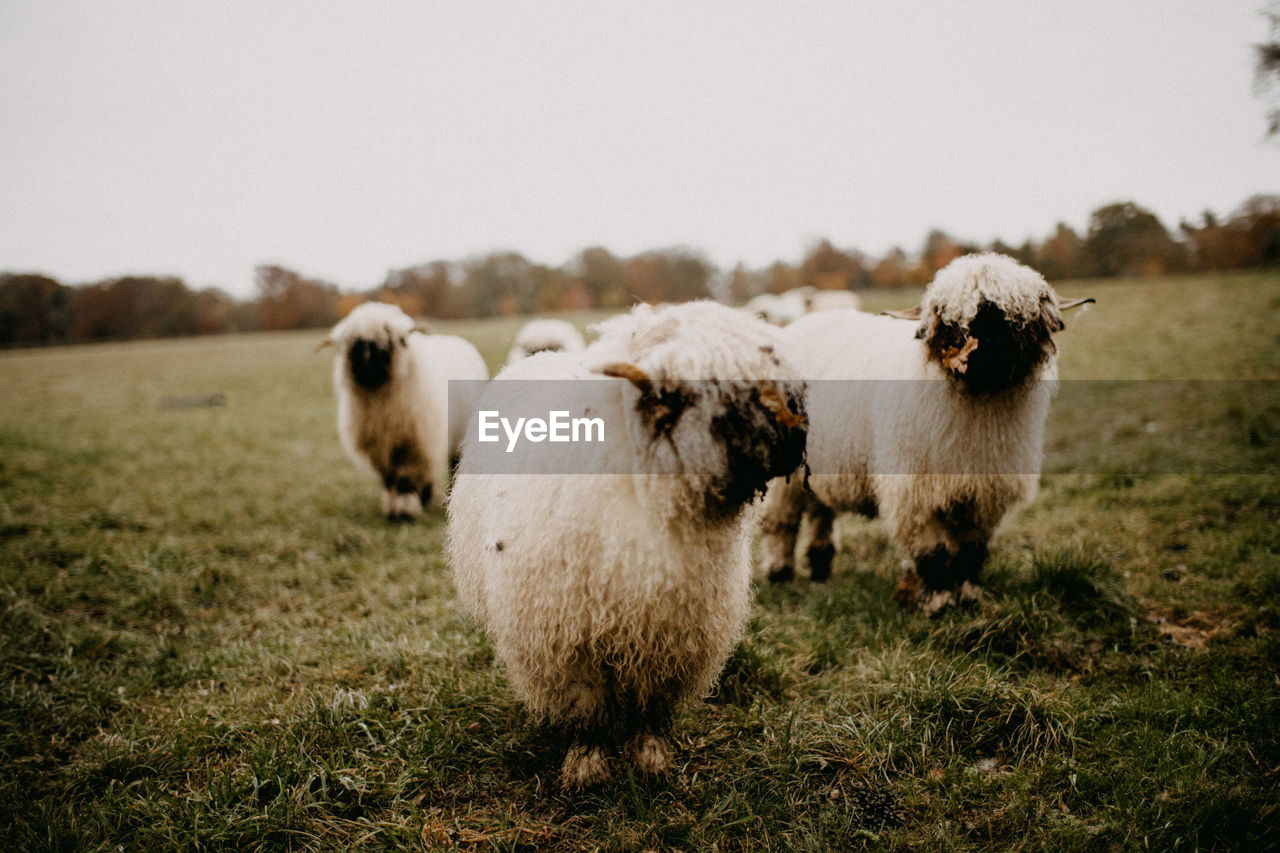 Sheep in a field