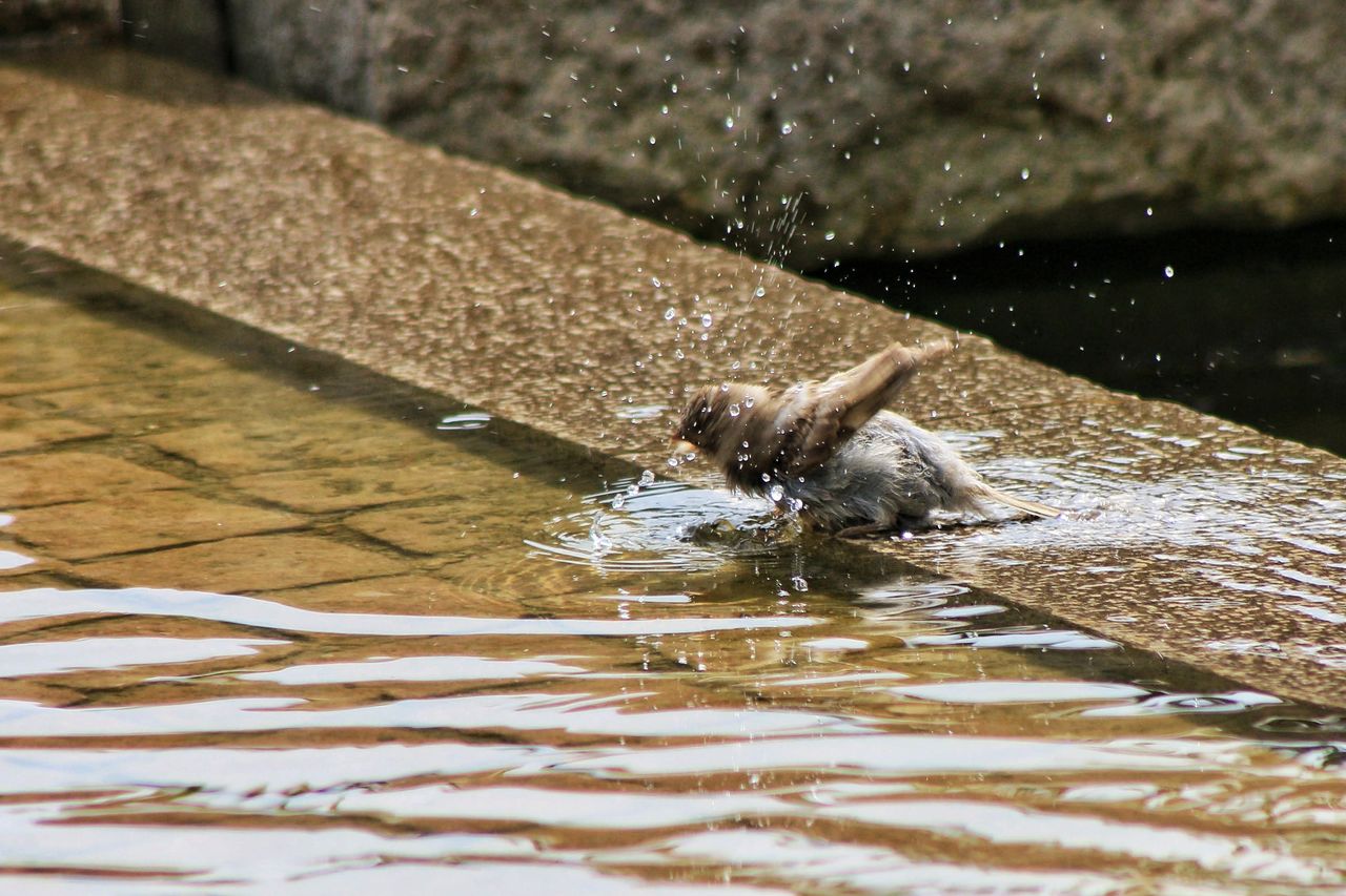 Close-up of sparrow bathing in fountain