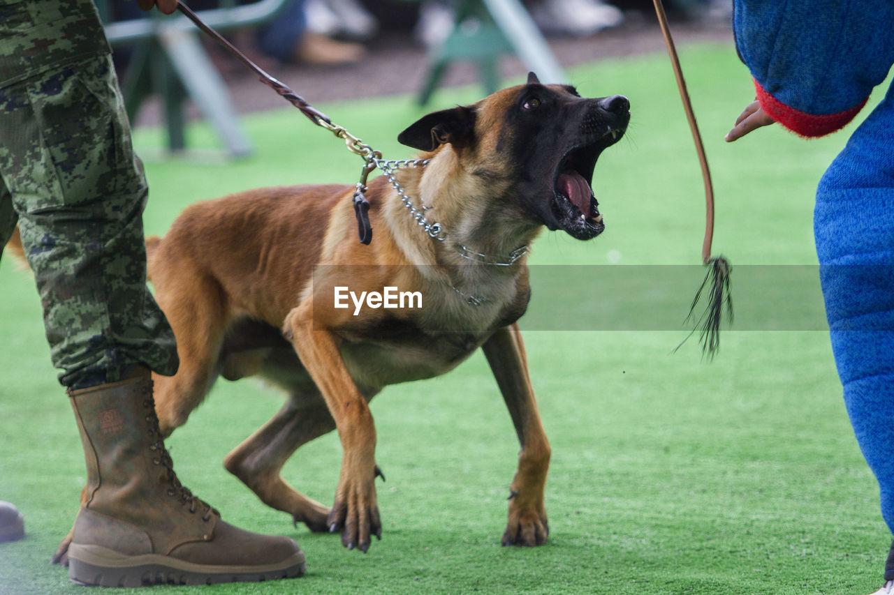 Belgian shepherd dog barking on man