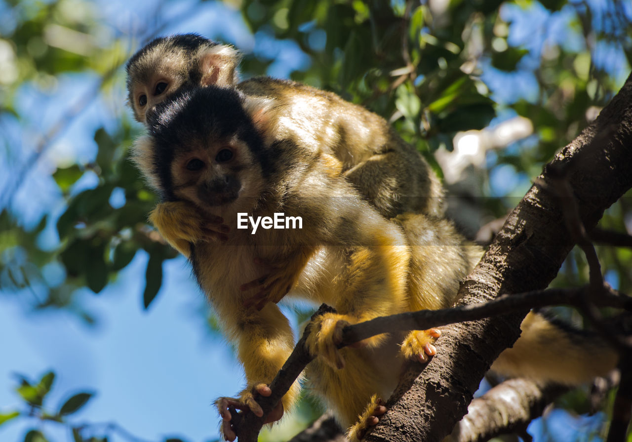 Squirrel monkey - saimiri, cub on mother's back