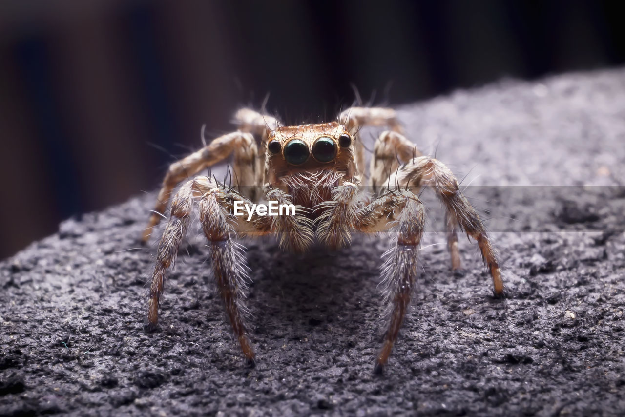 Close up of the jumping spider on hand.