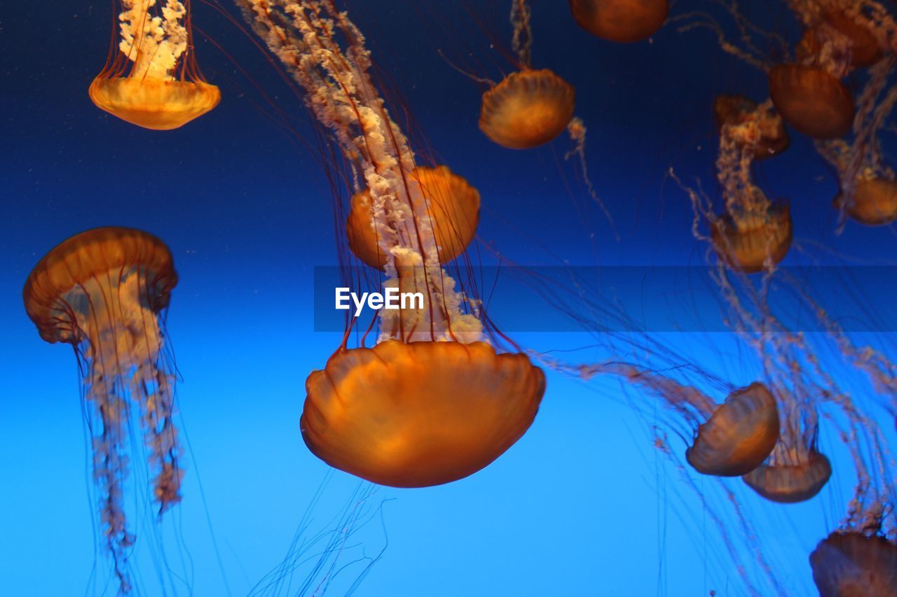 Jellyfish swimming in sea