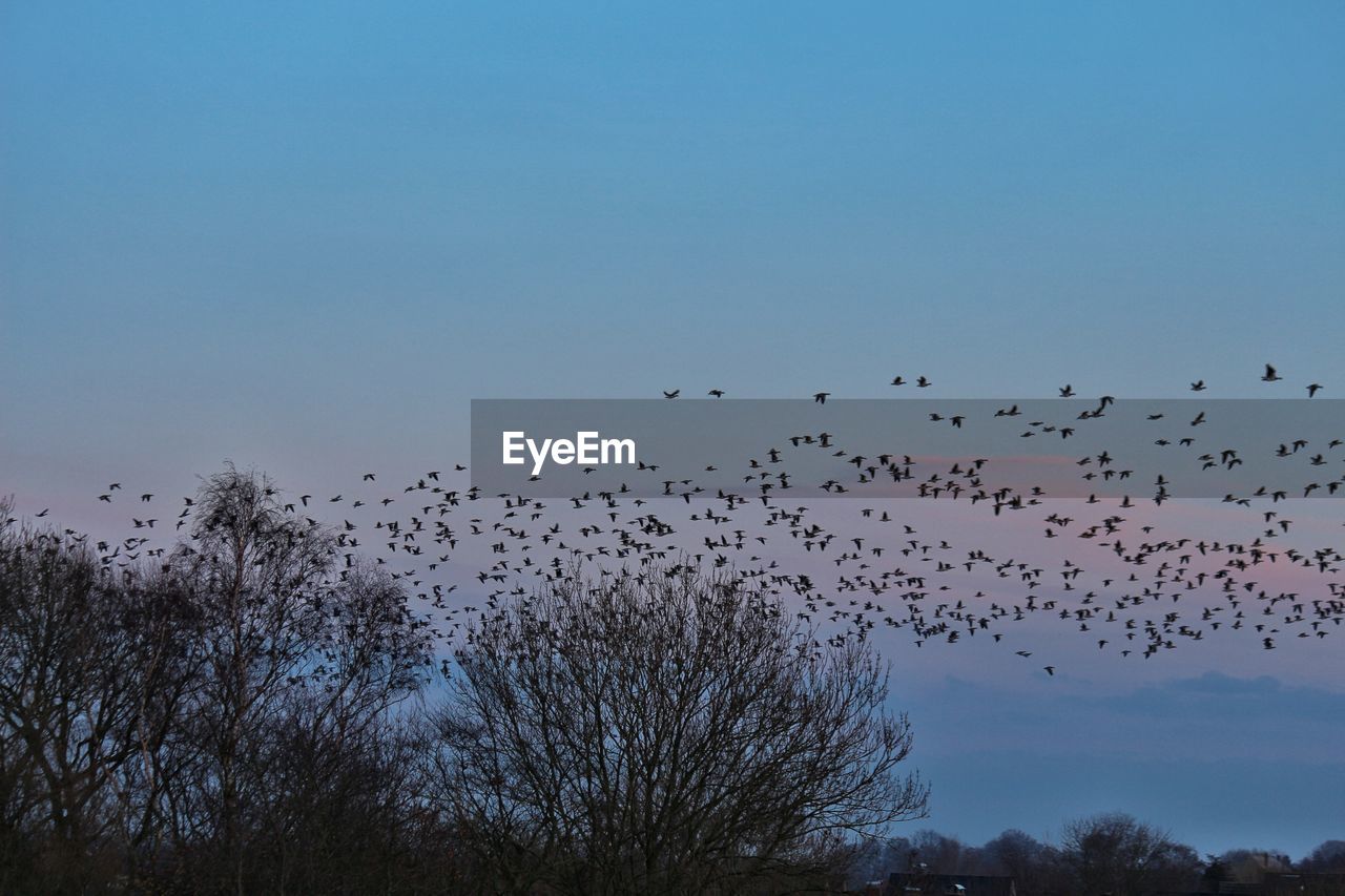 Low angle view of birds flying in sky