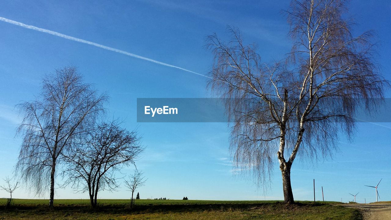 Trees on field against sky