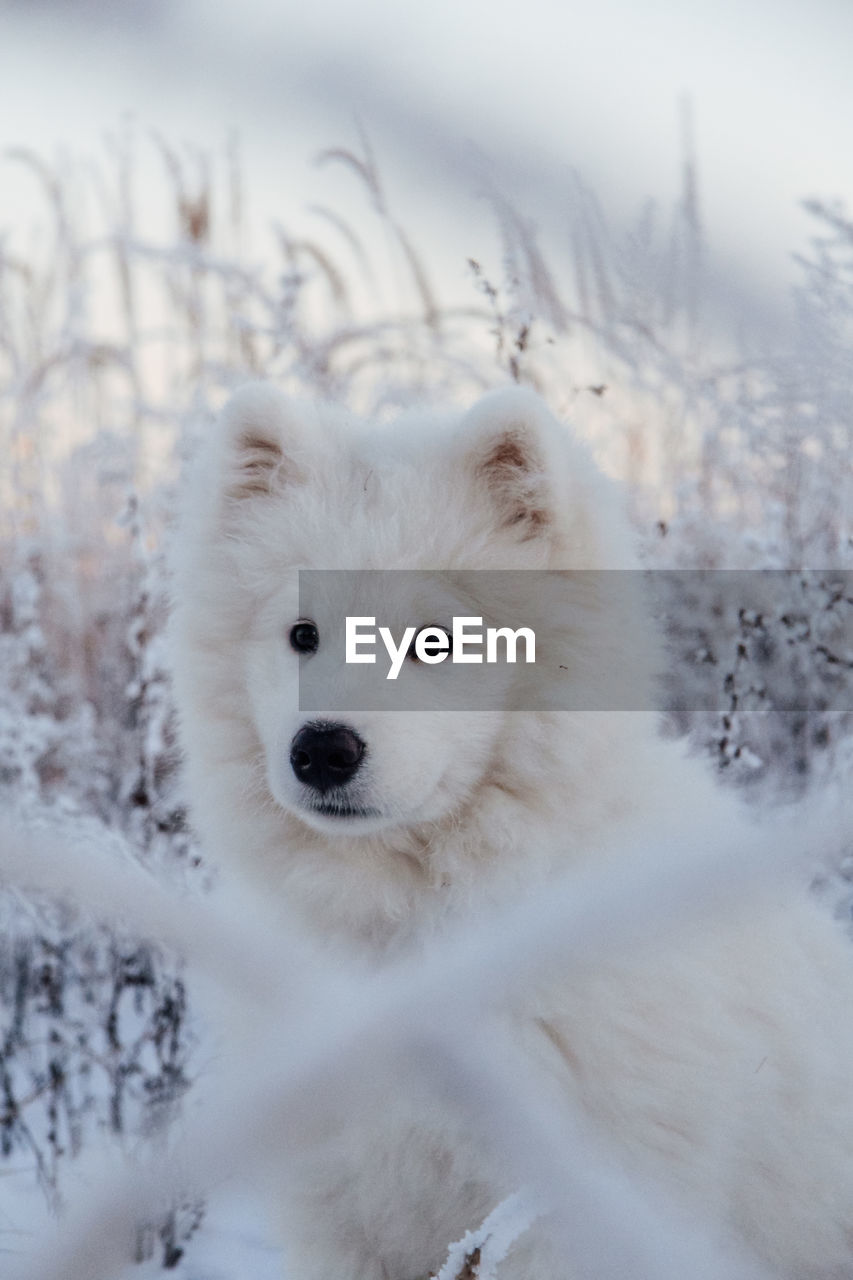 Portrait of a dog in snow