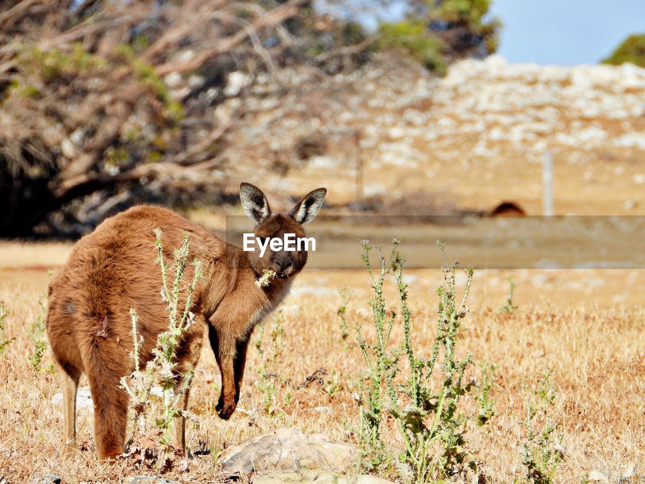 Grazing kangaroo