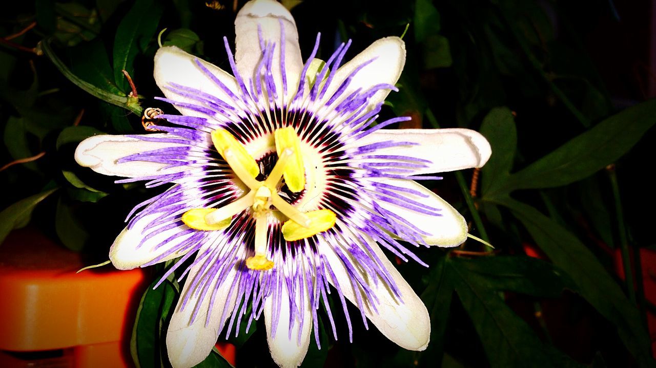 Close-up of passion flower blooming in yard