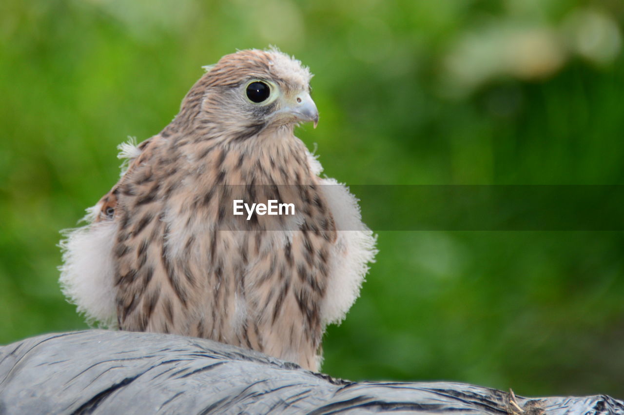 Close-up of owl perching outdoors