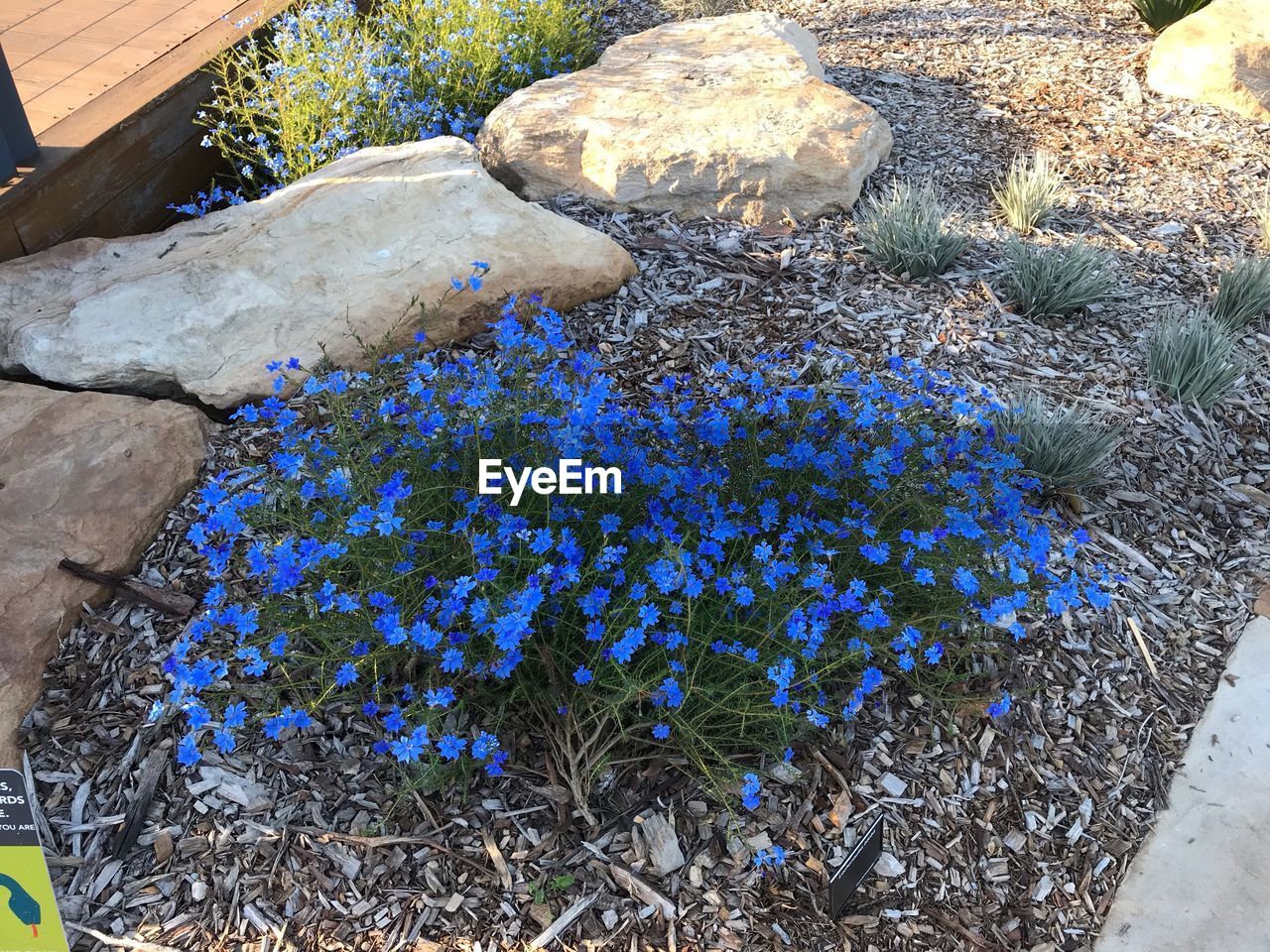 HIGH ANGLE VIEW OF FLOWERING PLANTS ON ROCK