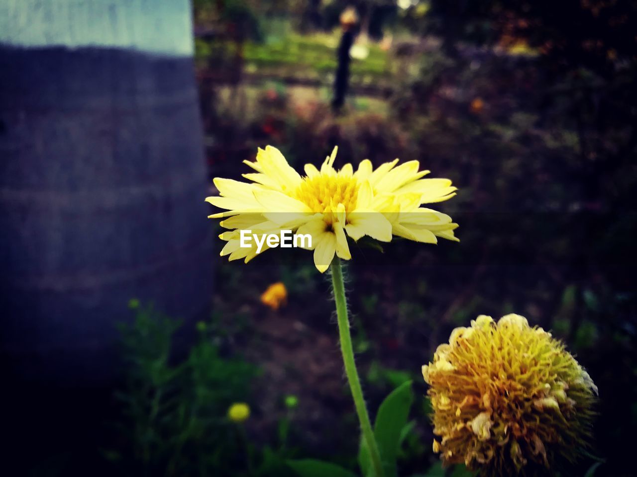 CLOSE-UP OF FRESH YELLOW FLOWER BLOOMING IN GARDEN