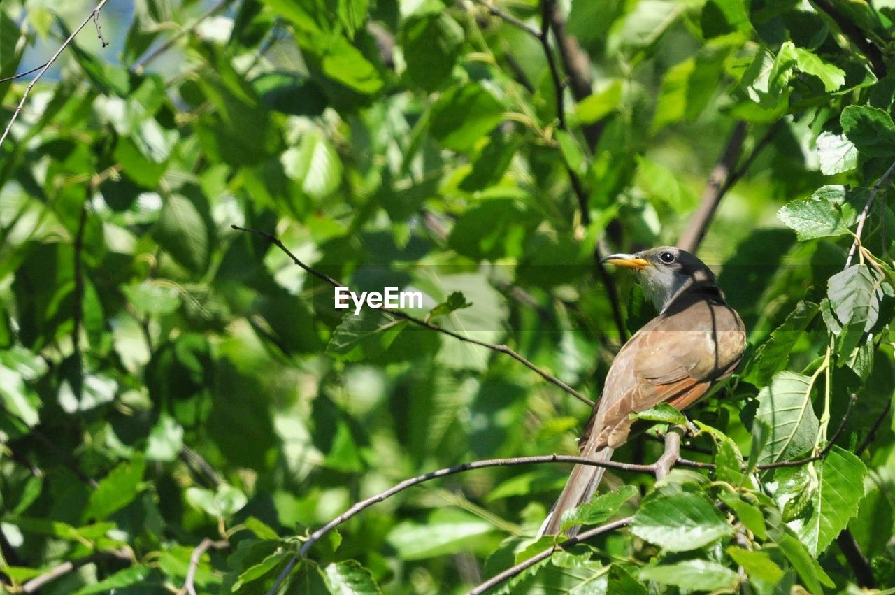 Low angle view of bird perching on branch