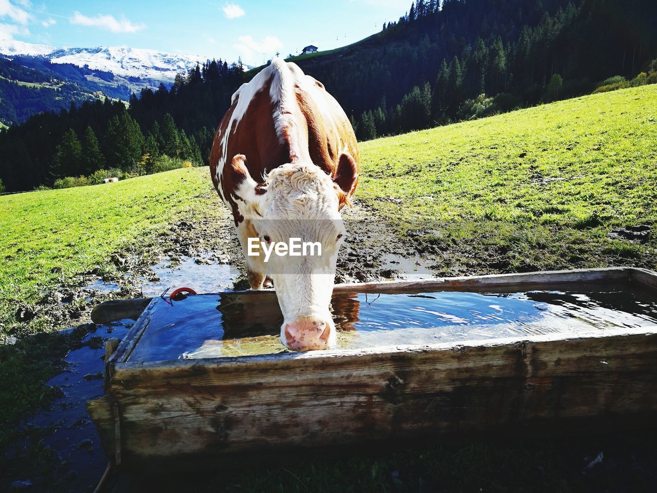 COW STANDING BY TREE AGAINST SKY