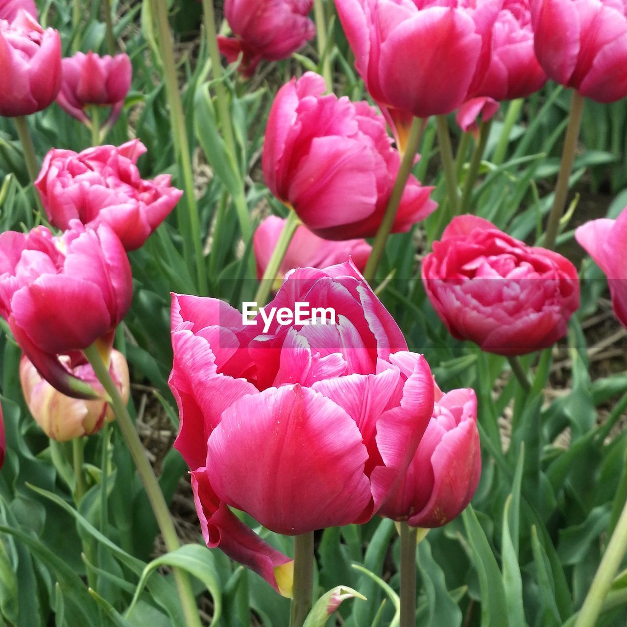 CLOSE-UP OF PINK TULIPS BLOOMING OUTDOORS