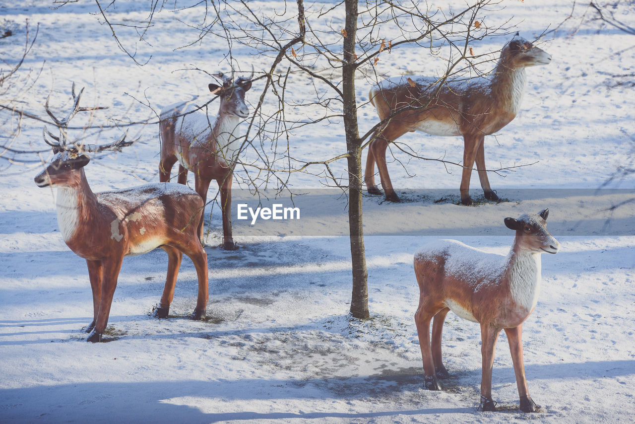 HORSE DOG ON SNOW COVERED LANDSCAPE