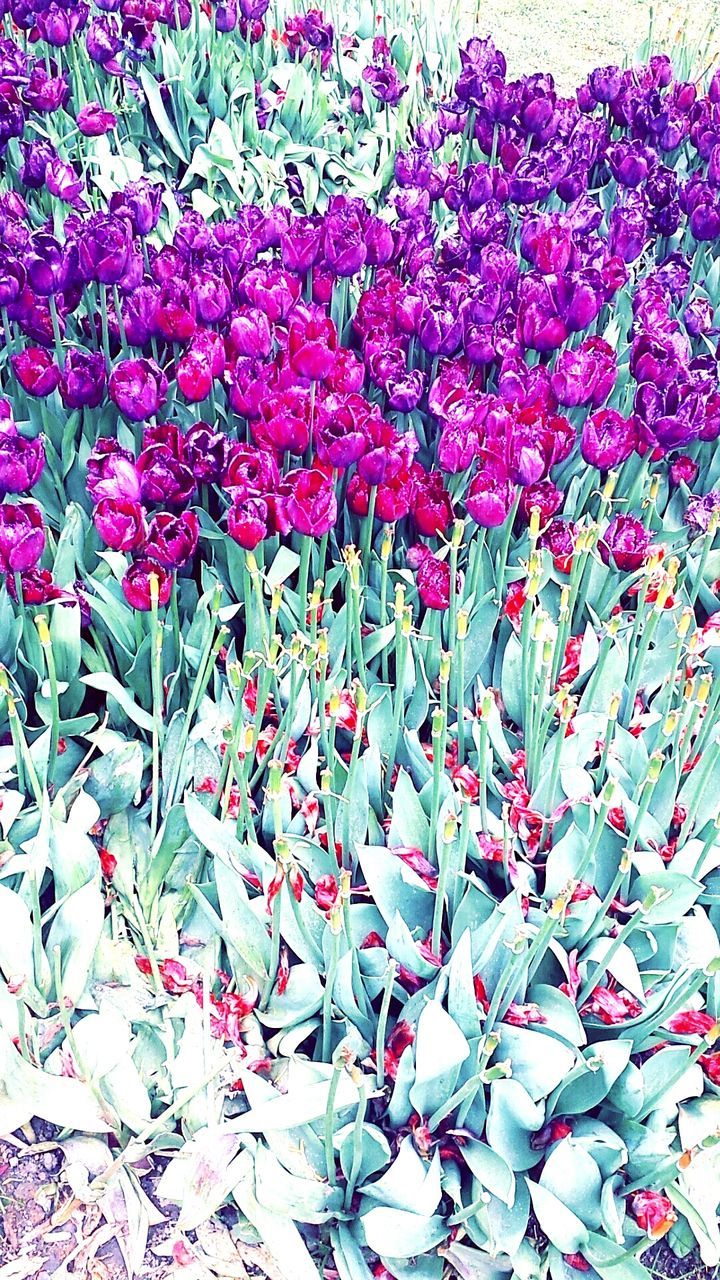 Close-up of pink flowers