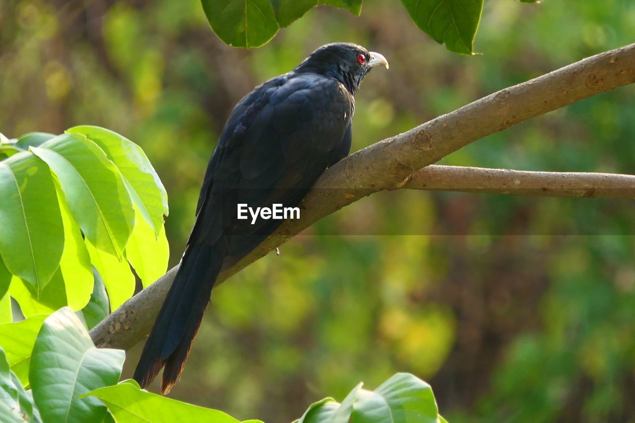 CLOSE-UP OF BIRD PERCHING ON TREE