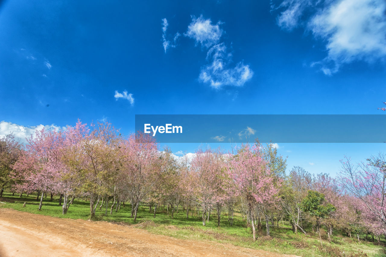 VIEW OF FLOWERING TREES ON FIELD AGAINST BLUE SKY