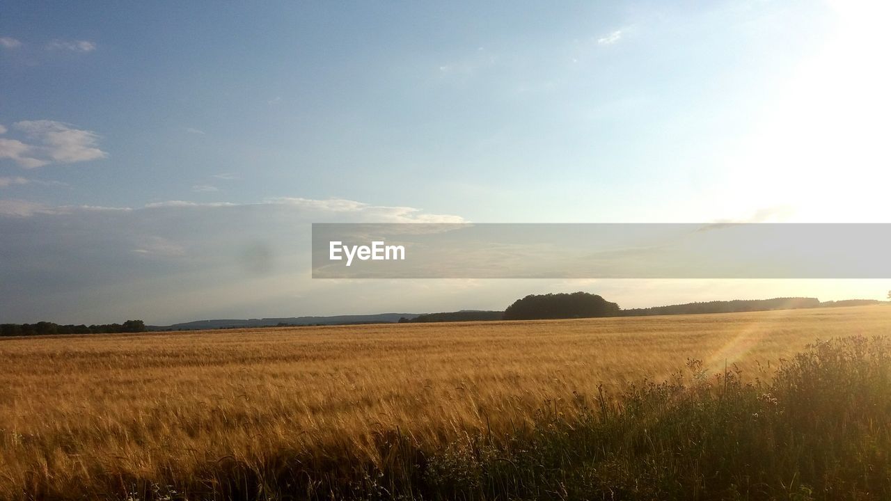 FIELD AGAINST SKY