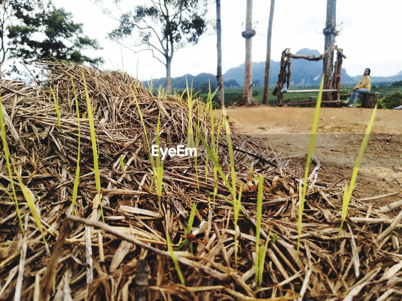 SURFACE LEVEL OF HAY BALES ON FIELD