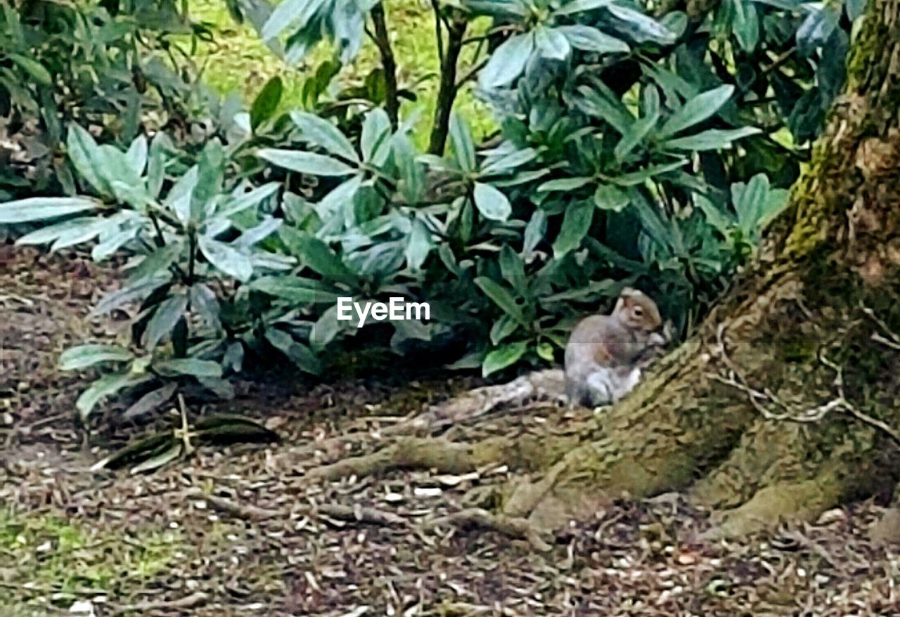 BIRD ON GREEN LEAVES