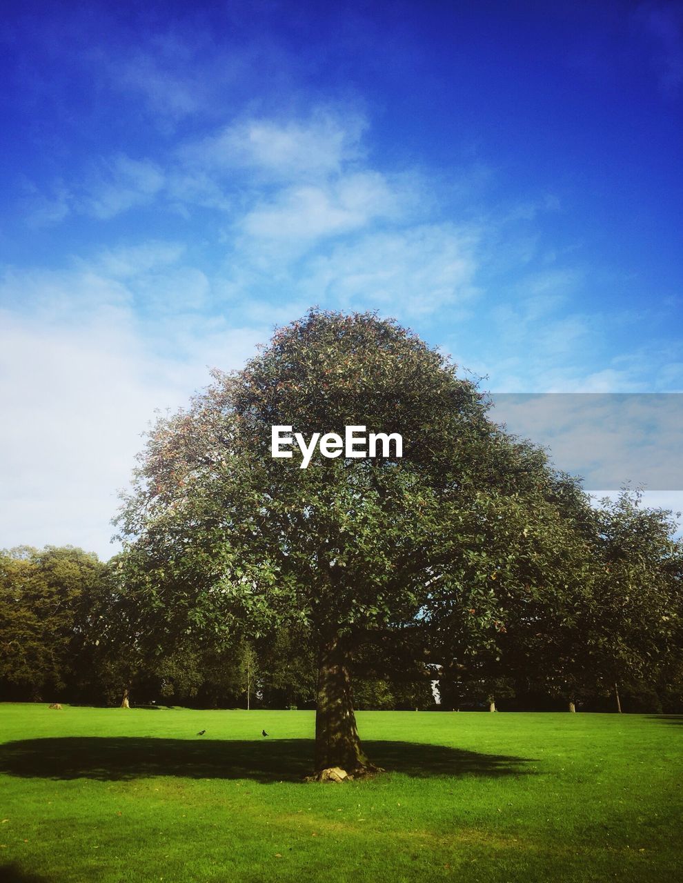 TREE AGAINST SKY