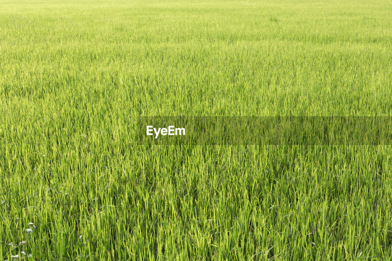 Full frame shot of wheat field