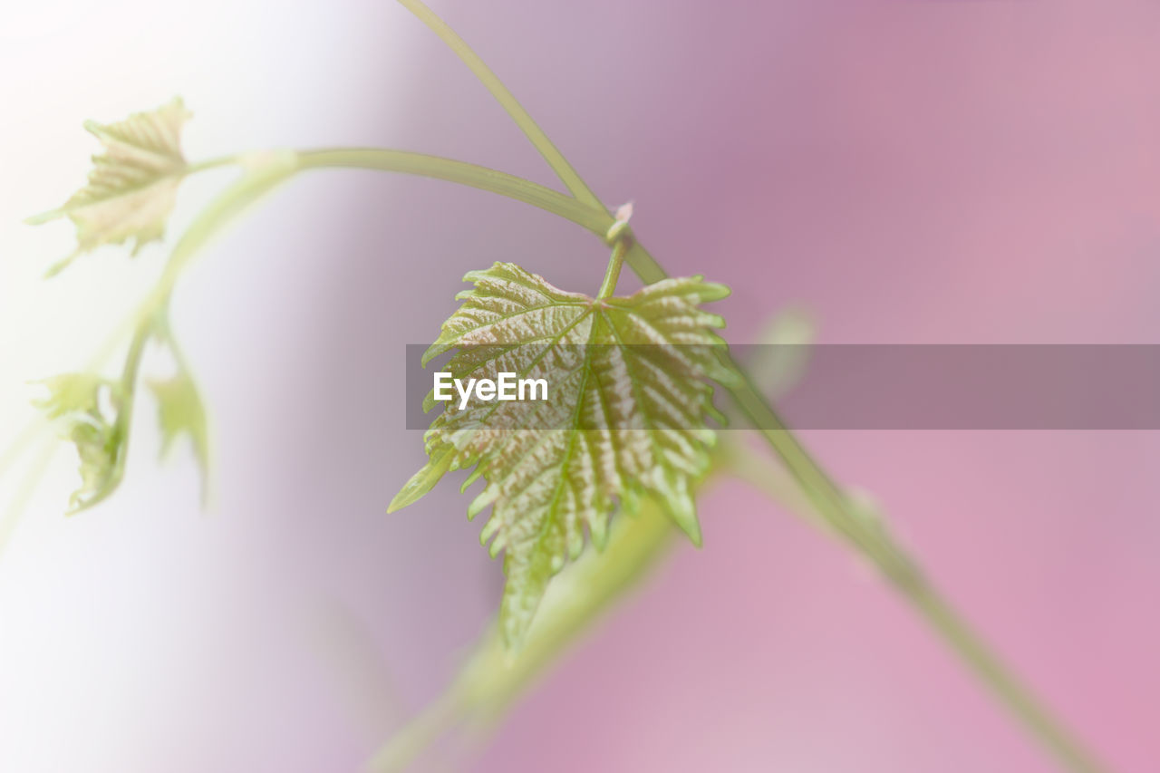 Close-up of  vine sprout leaf on a plant