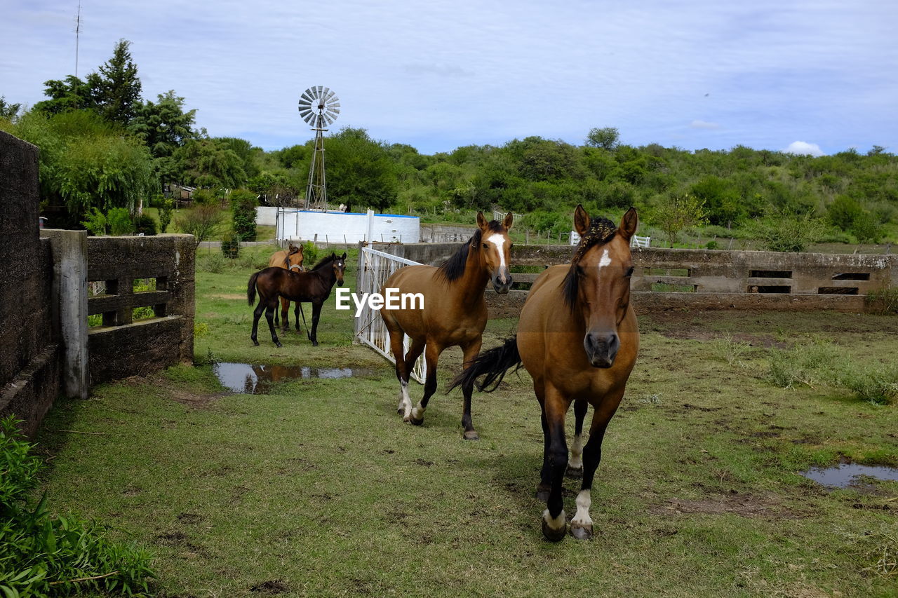 Horses standing in ranch