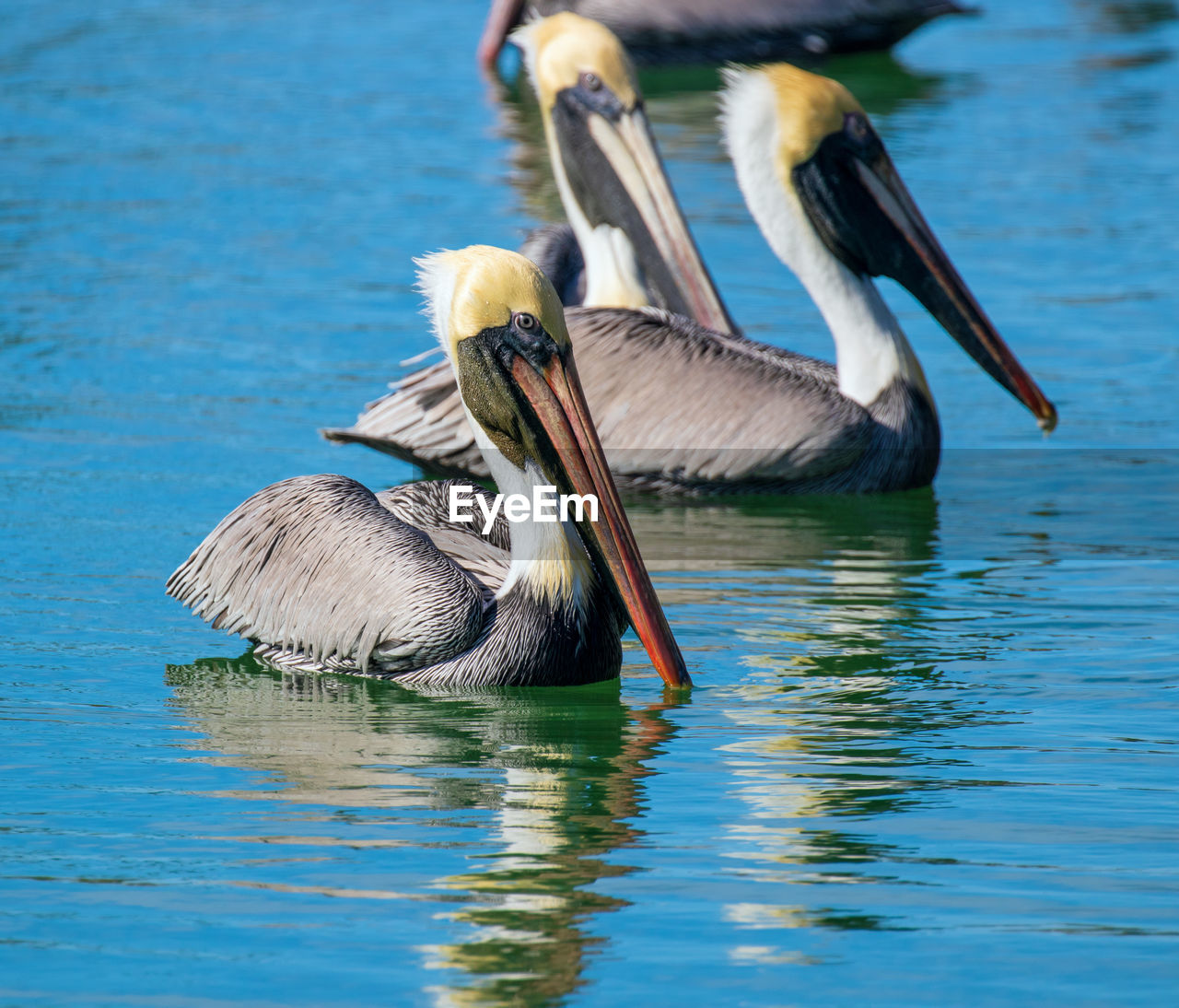 close-up of pelican on lake