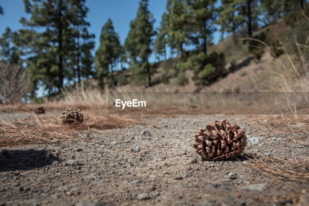 CLOSE-UP OF PINE CONE ON GROUND