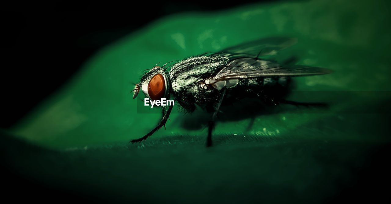 EXTREME CLOSE-UP OF FLY