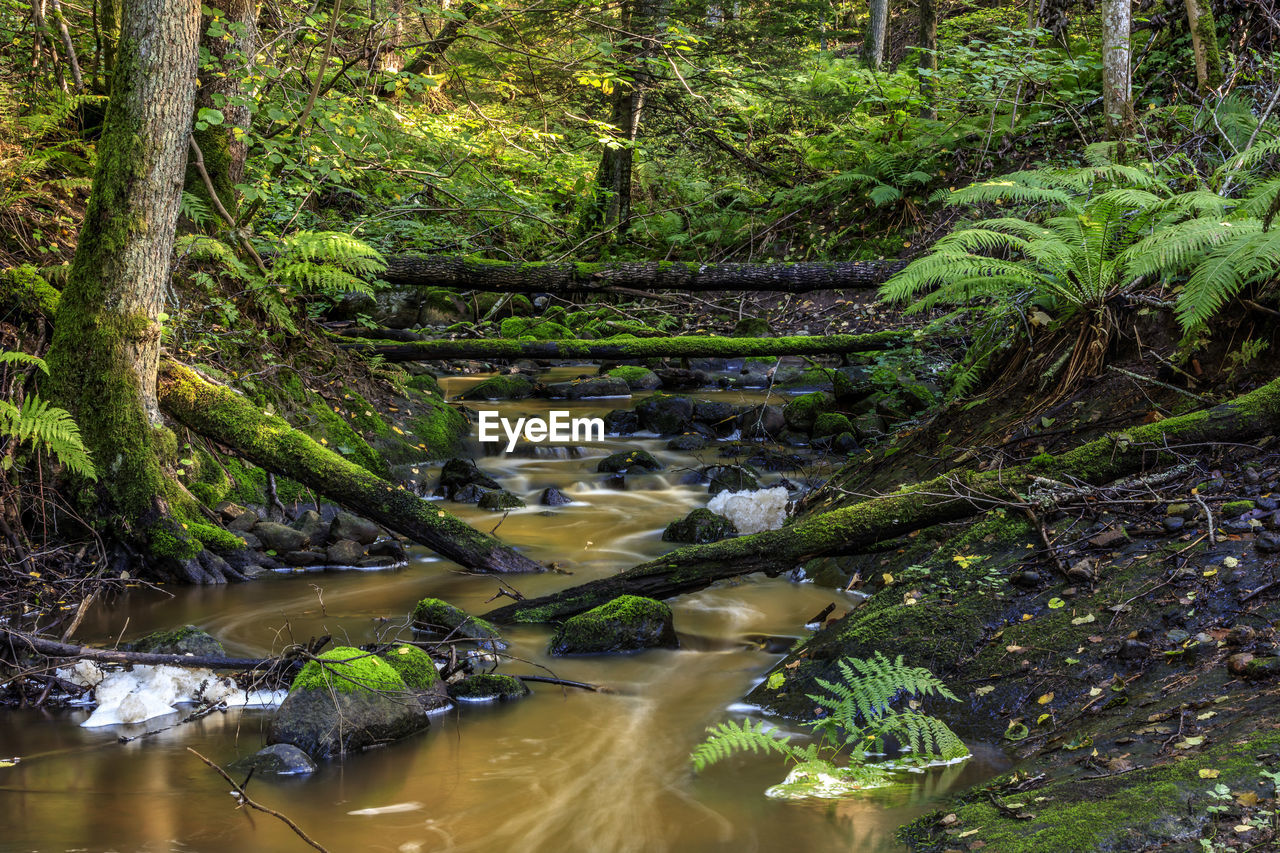 PLANTS AND TREES IN RIVER