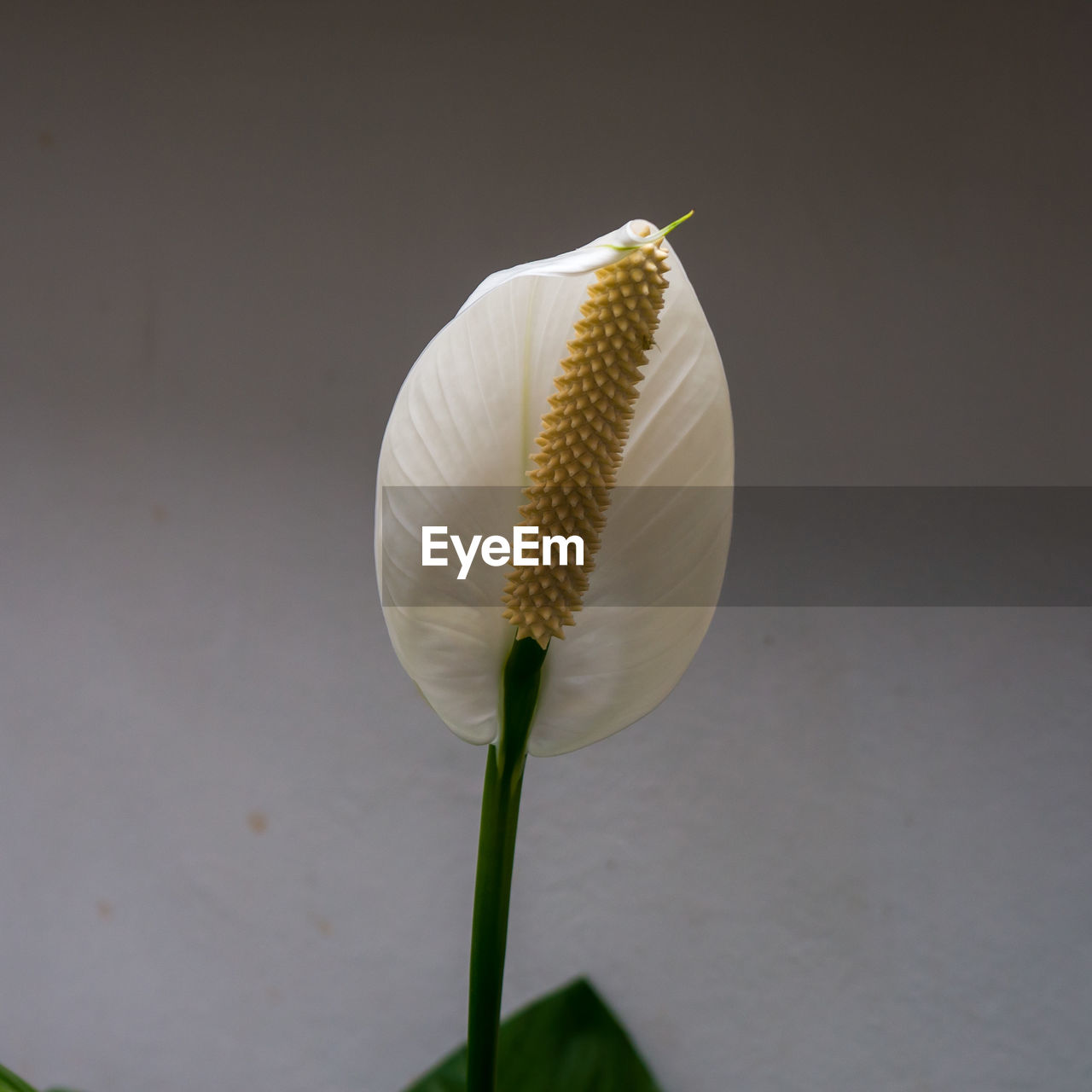 Close-up of white peace lily