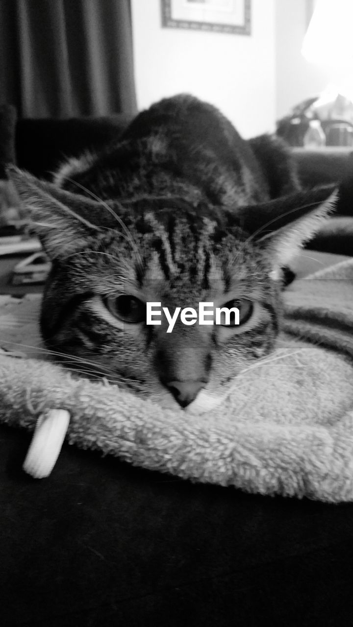 CLOSE-UP OF CAT RESTING ON BED