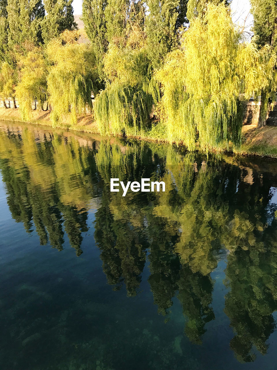 water, reflection, lake, tree, plant, tranquility, autumn, beauty in nature, leaf, nature, waterfront, tranquil scene, flower, day, no people, scenics - nature, growth, outdoors, standing water, green, idyllic