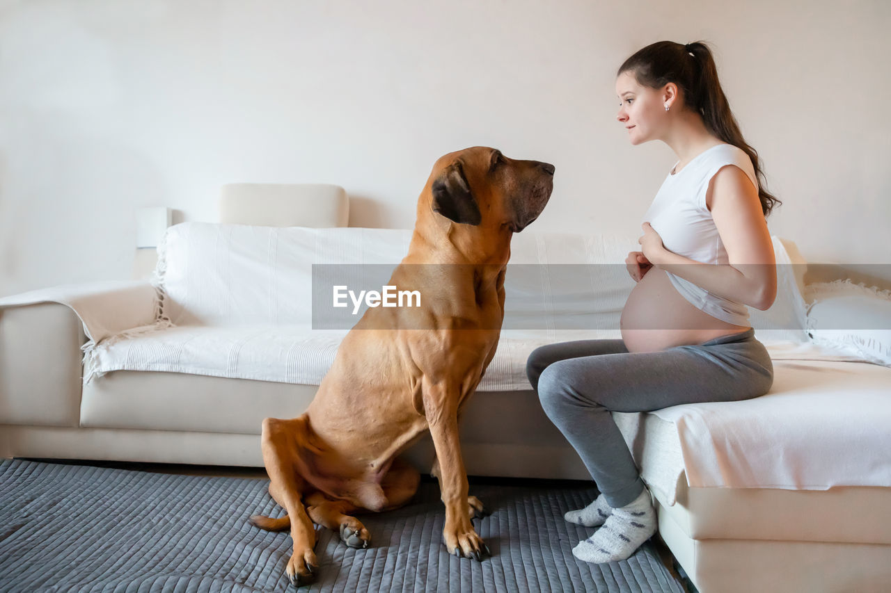 Dog looking at pregnant woman sitting on sofa at home