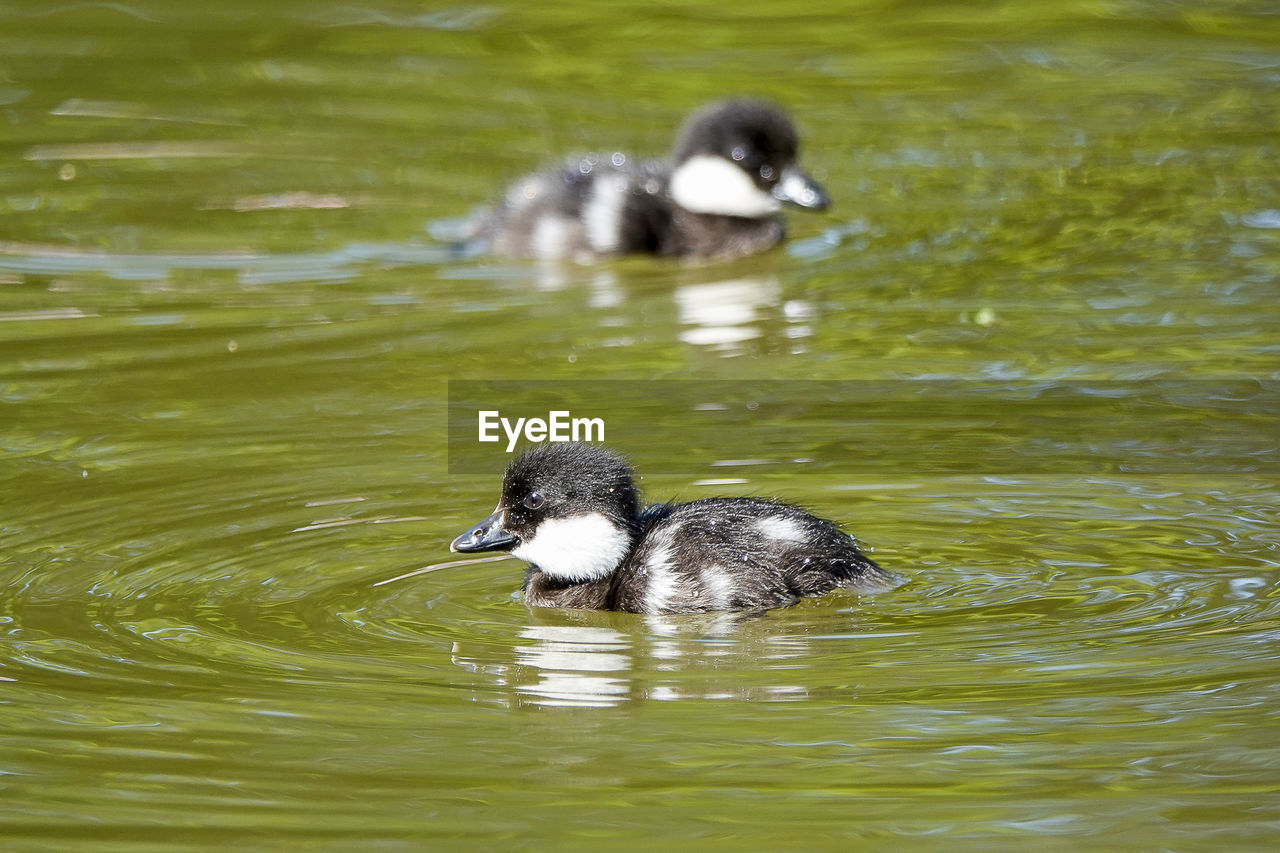 DUCKS IN LAKE