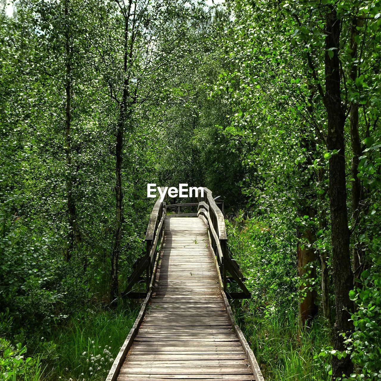 Boardwalk in nature 