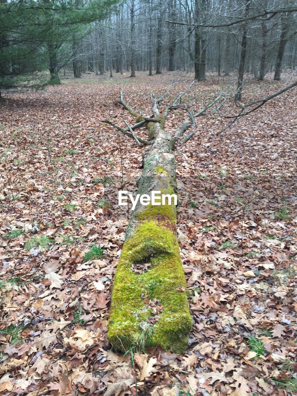 Moss growing on fallen tree during autumn