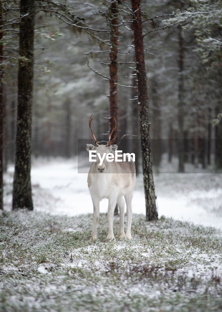 Portrait of reindeer standing in forest