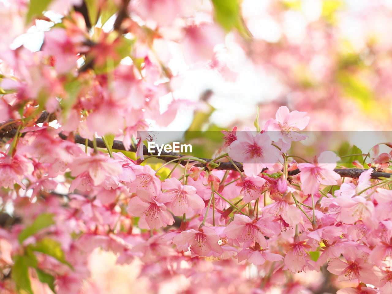 Close-up of pink cherry blossoms in spring