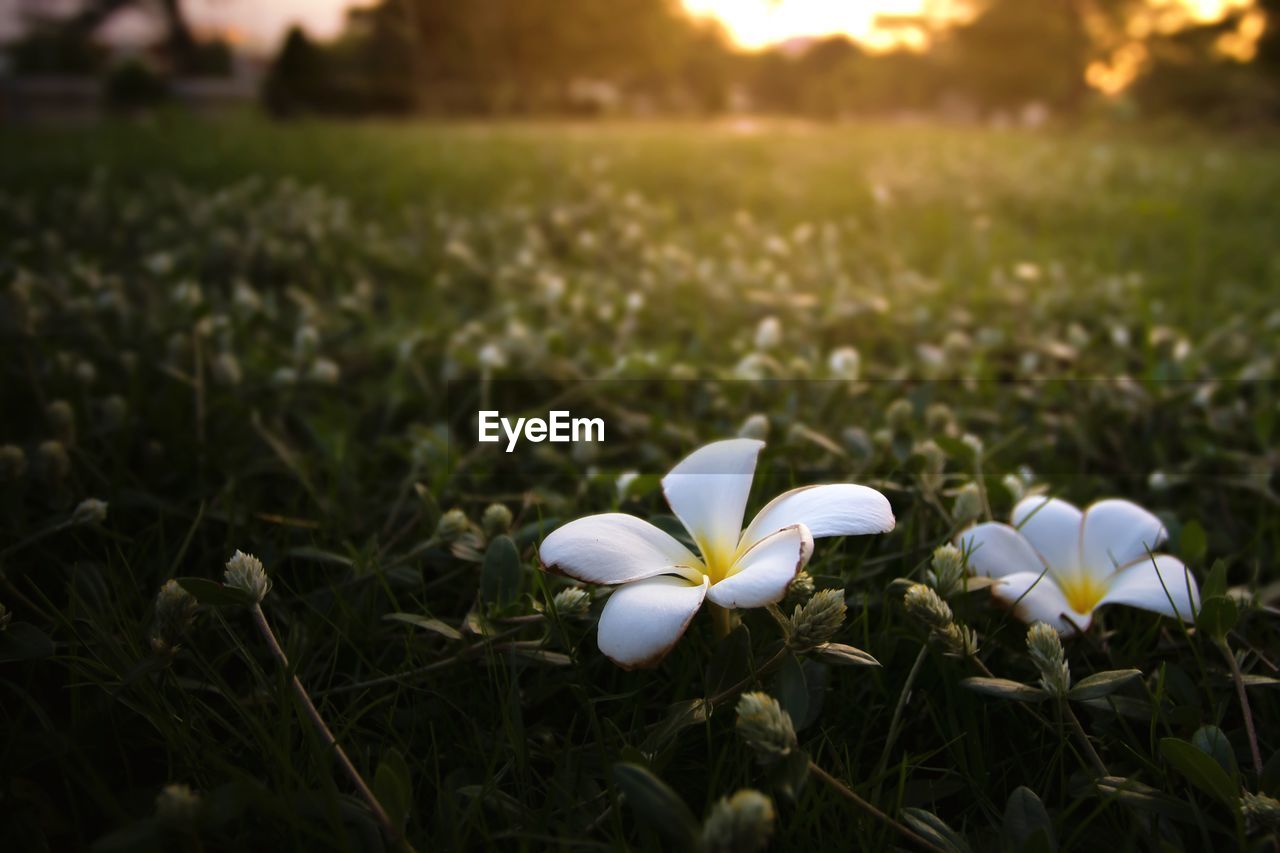 CLOSE-UP OF WHITE FLOWERING PLANT