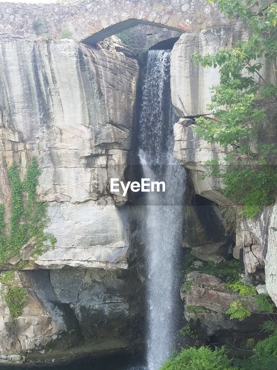 VIEW OF TREE IN WATER