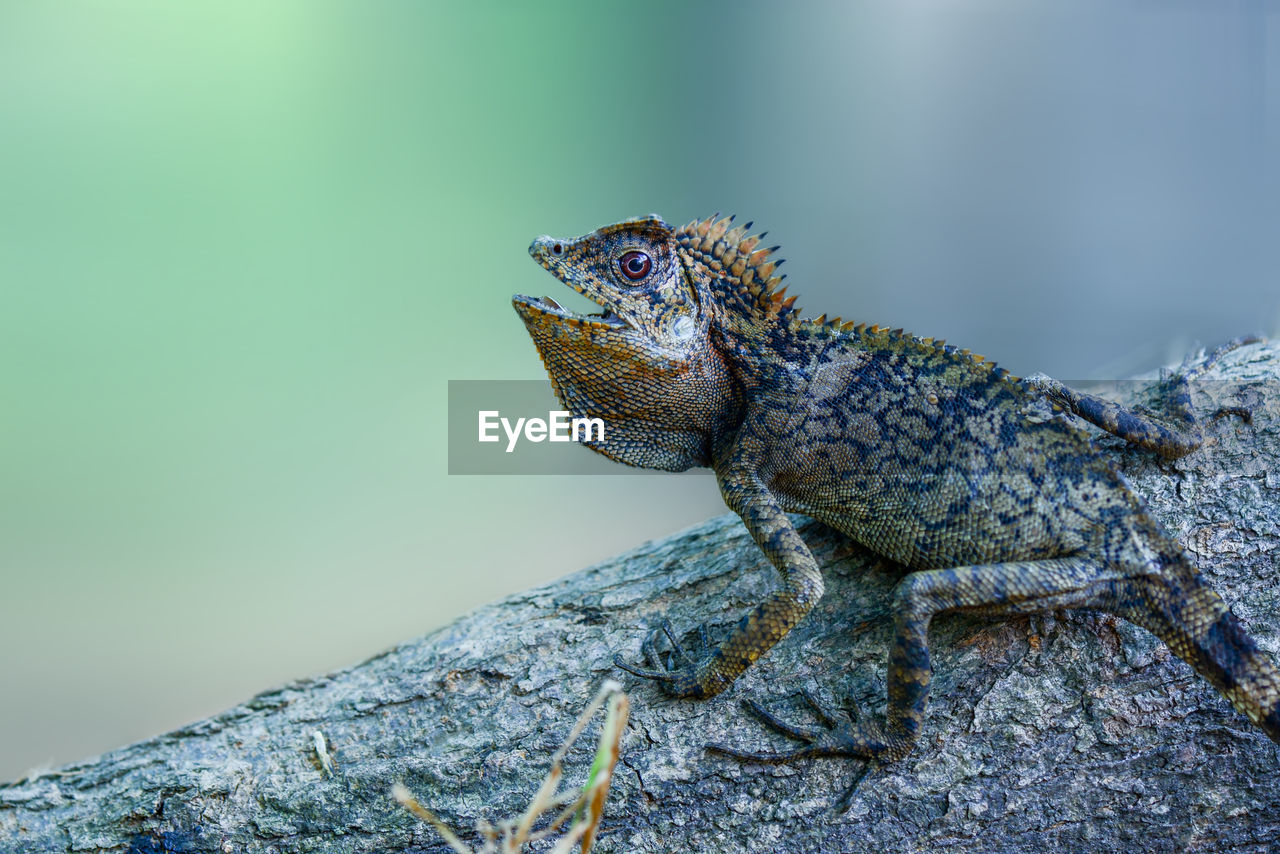 CLOSE-UP OF A LIZARD LOOKING AWAY