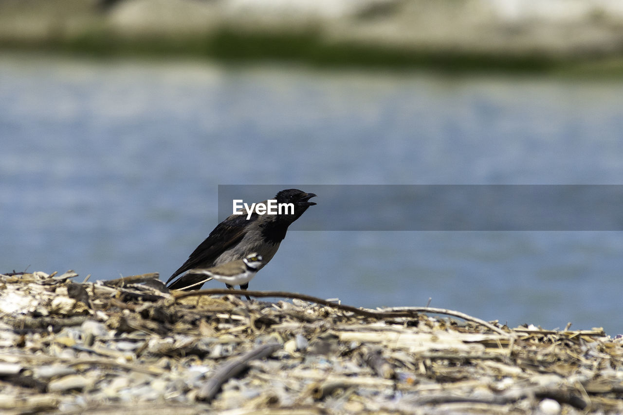 Bird perching on a lake