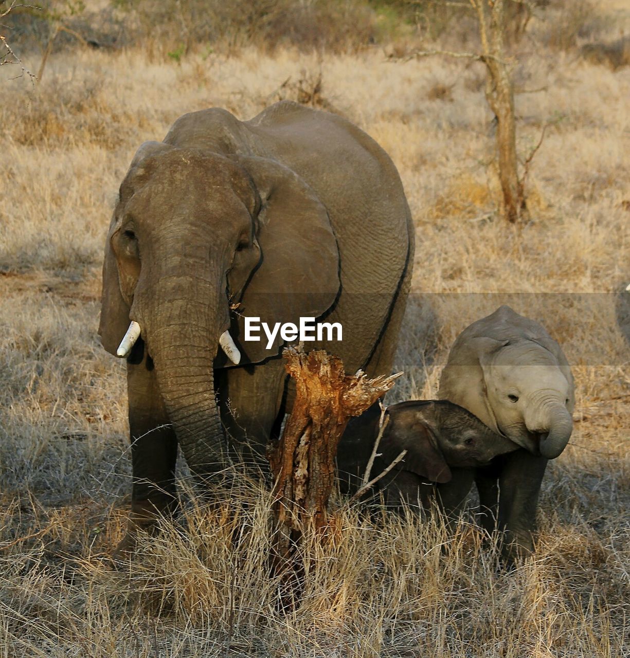 ELEPHANT IN FARM