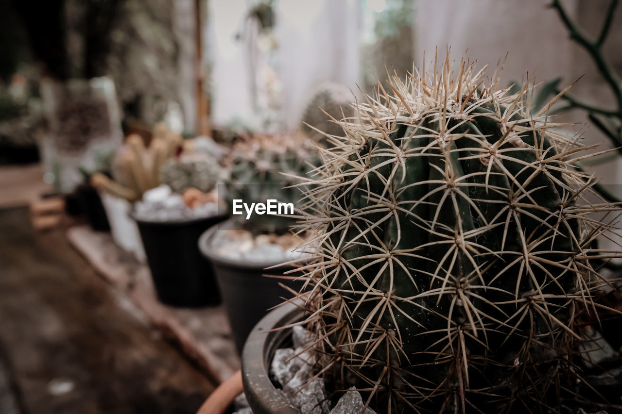 High angle view of potted plants on table