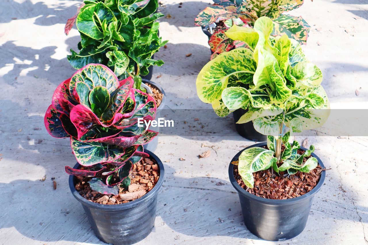 High angle view of potted plant on table